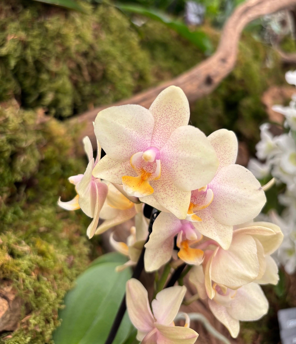 Orchid Care & Cultivation