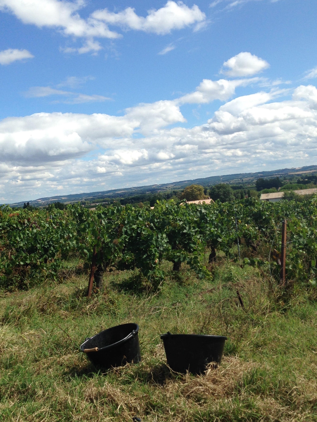 vin biodynamique tarn biodynamie gaillac