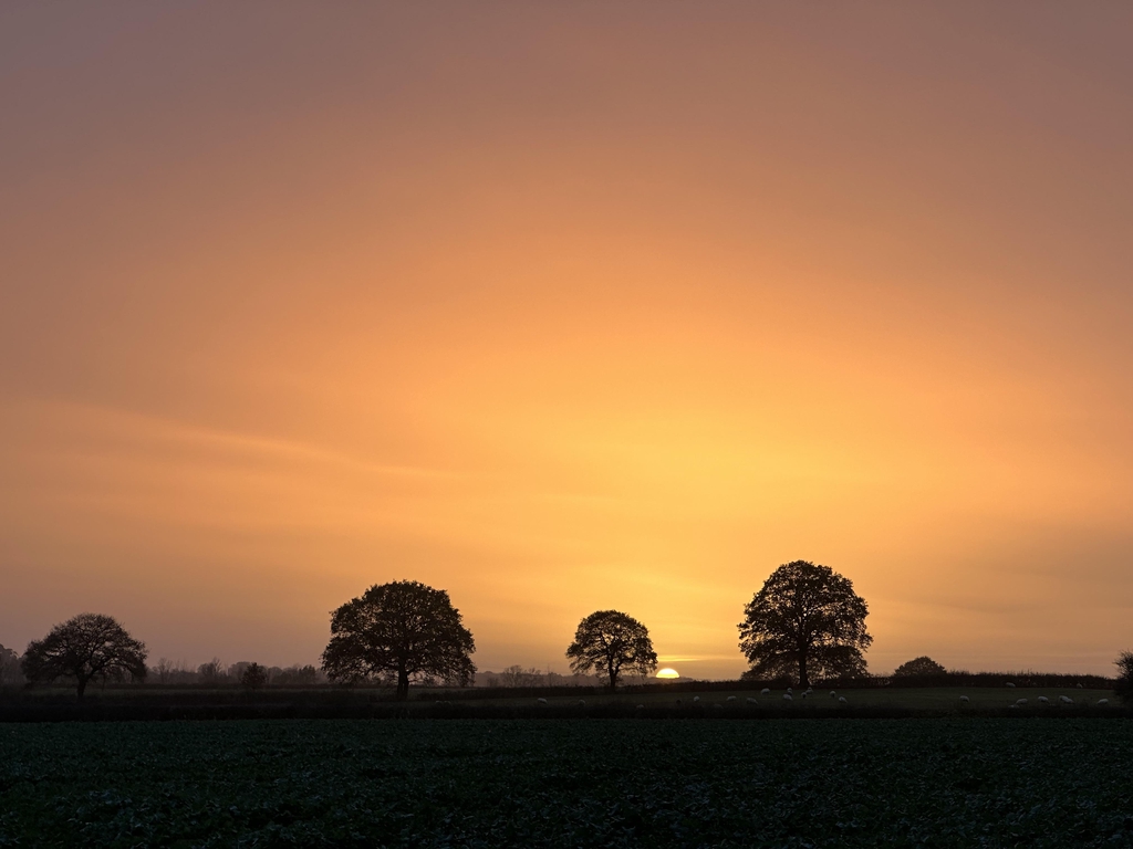 banner_image