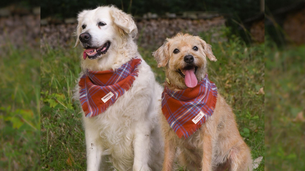 Leibanden, halsbanden en bandana's voor honden