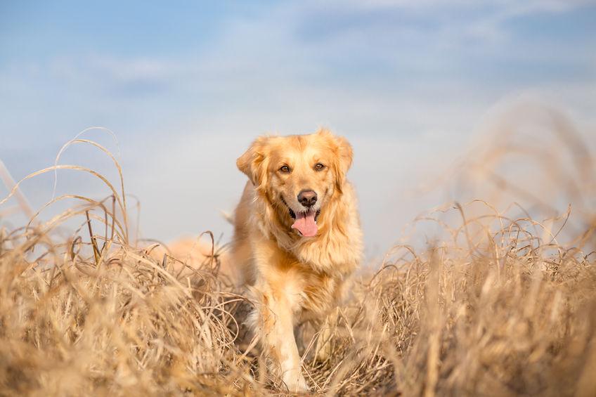 Friandises pour chien