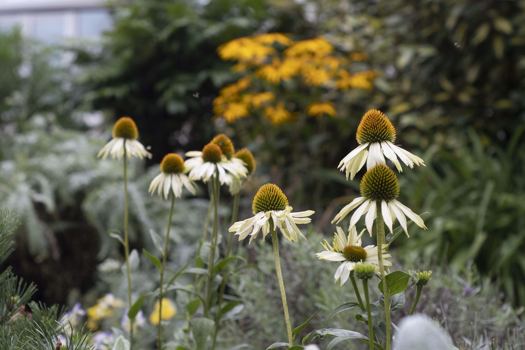 Mustard Echinacea and Rudbeckia Flowers