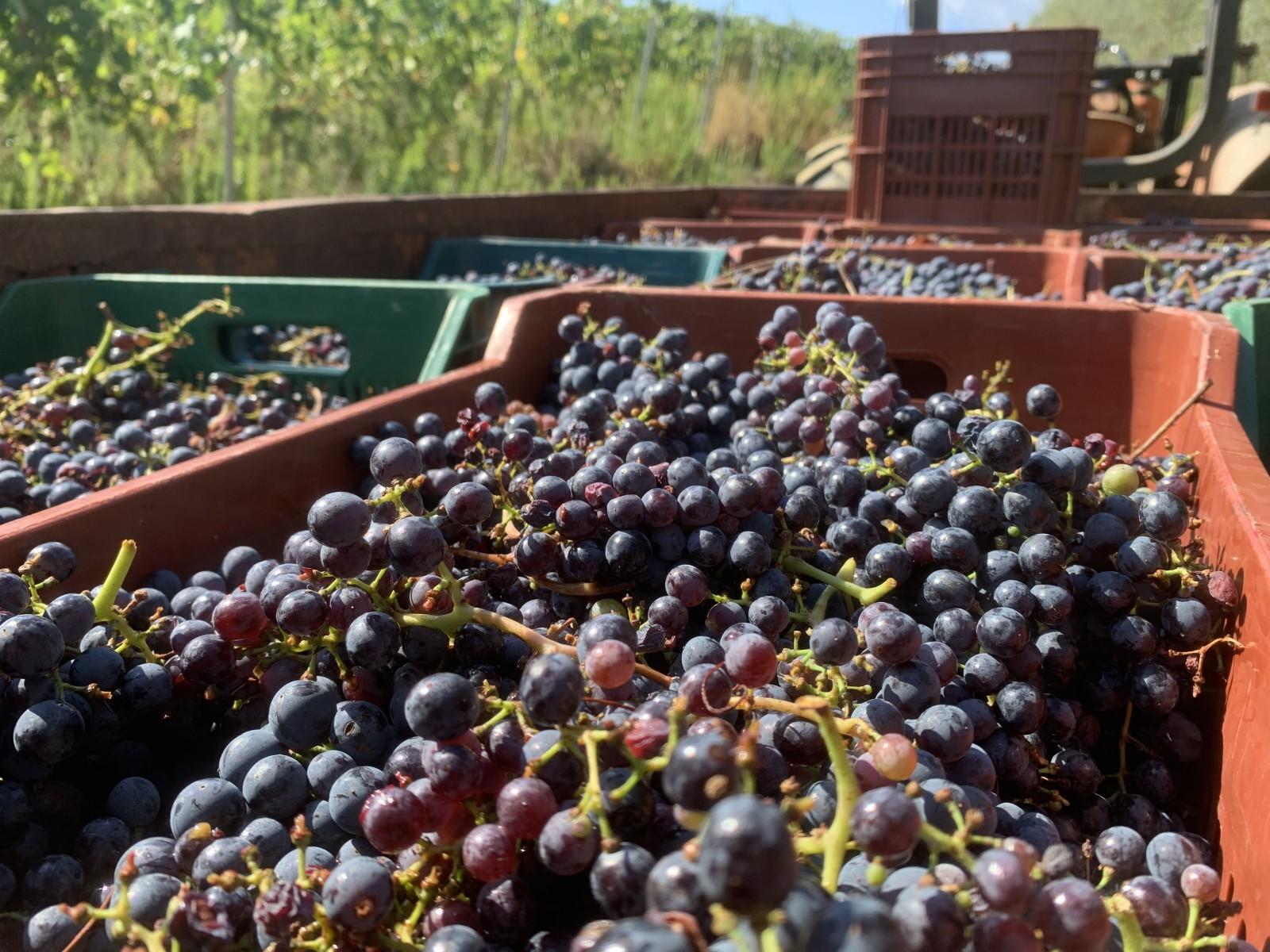 Hand-harvested grapes for small-batch wines in Tuscany
