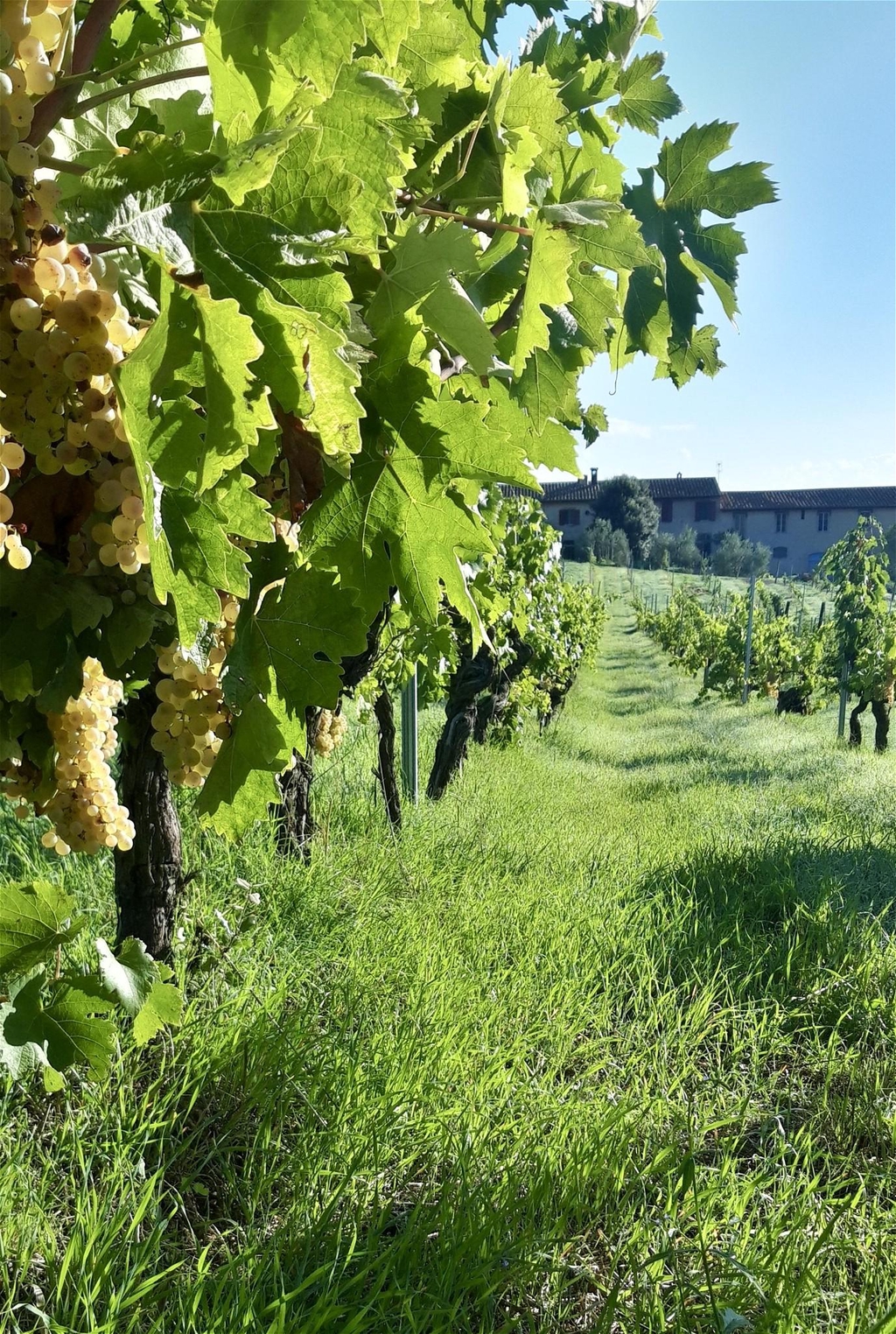 Family vineyard at Fattoria Le Caprine in Tuscany, home of Caprine Wines