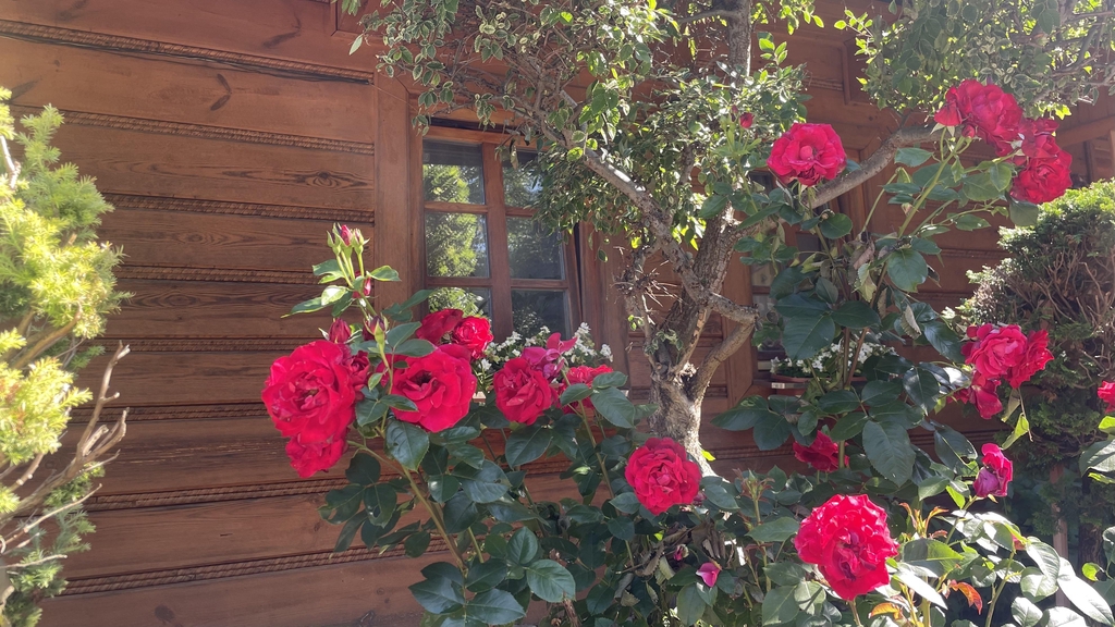 Serdecznie witamy w Noclegach Pod Dębem u Jakuba