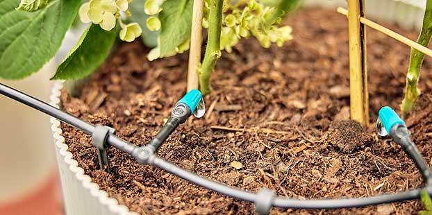 Jardineria gral, Doctora planta a domicilio, Cuidado de plantas en vacaciones
