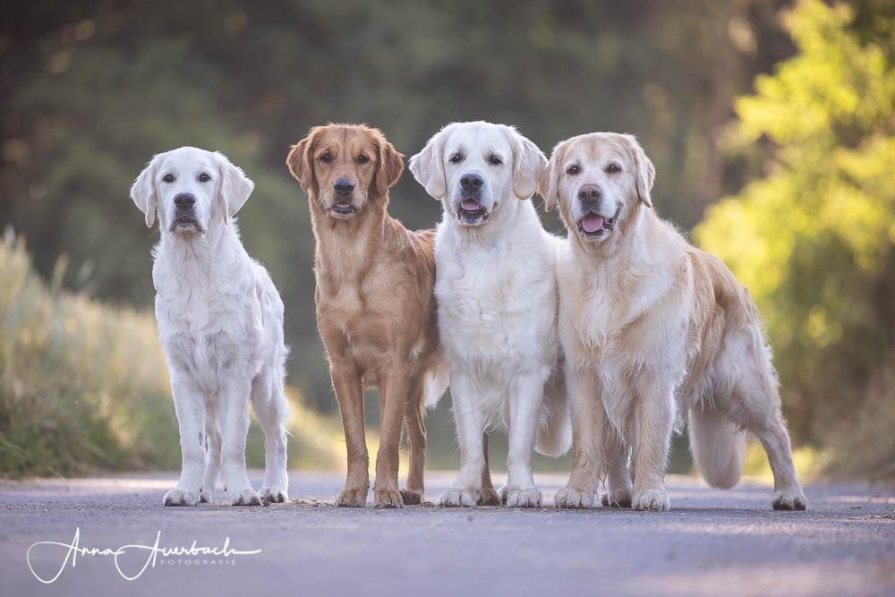 Hunting Goldens Hundeschule