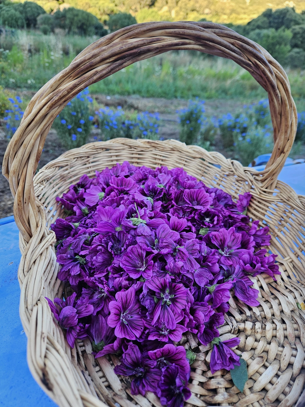 Dès à présent retrouvez le nouveau site internet de Terra Di Giuncheto sur:
GAELLEETSESPLANTES.FR