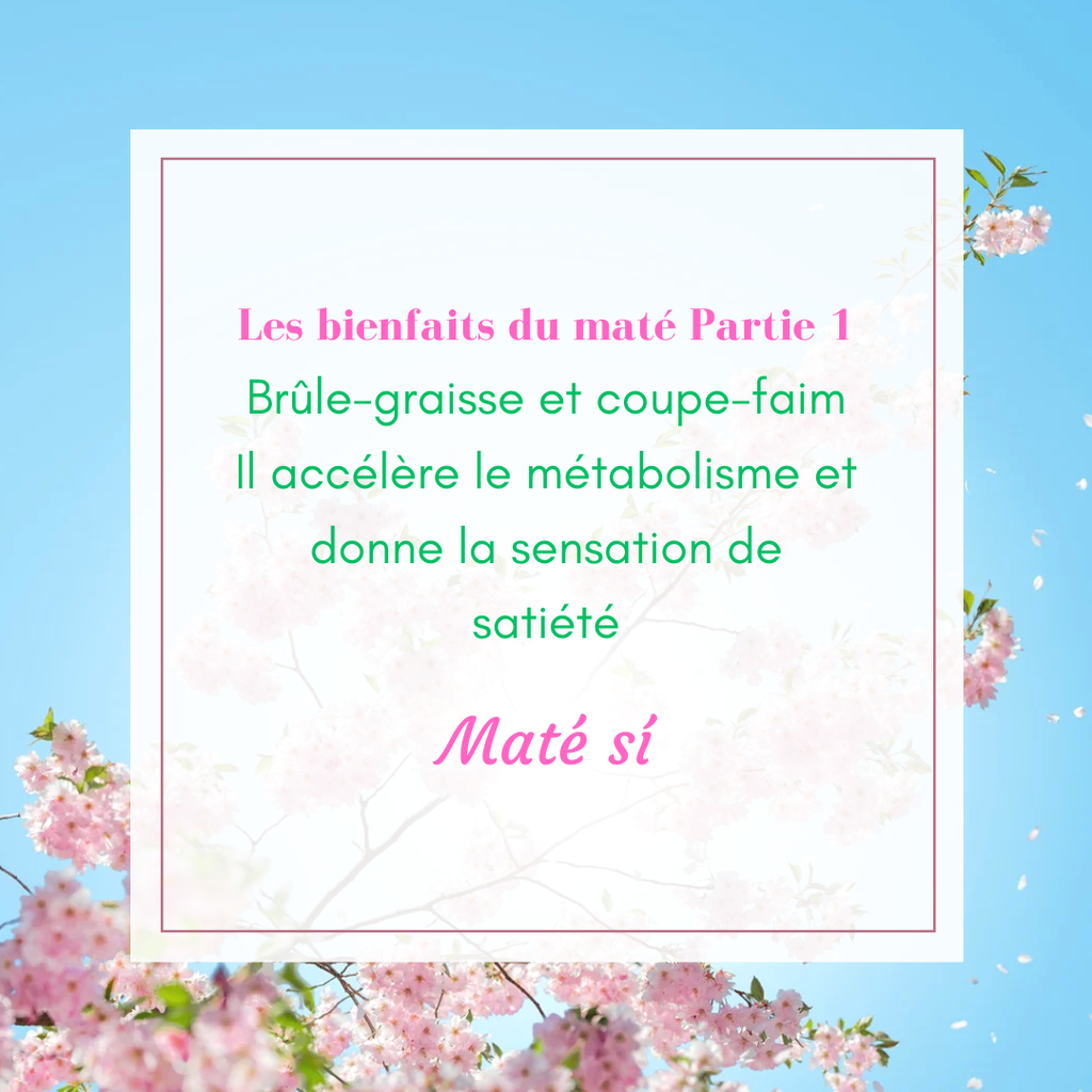 Découvrez les bienfaits du maté