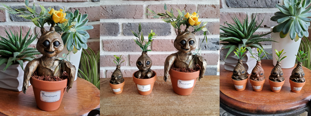 Adoptez une Mandragore. Petite plante malicieuse et mystérieuse !
