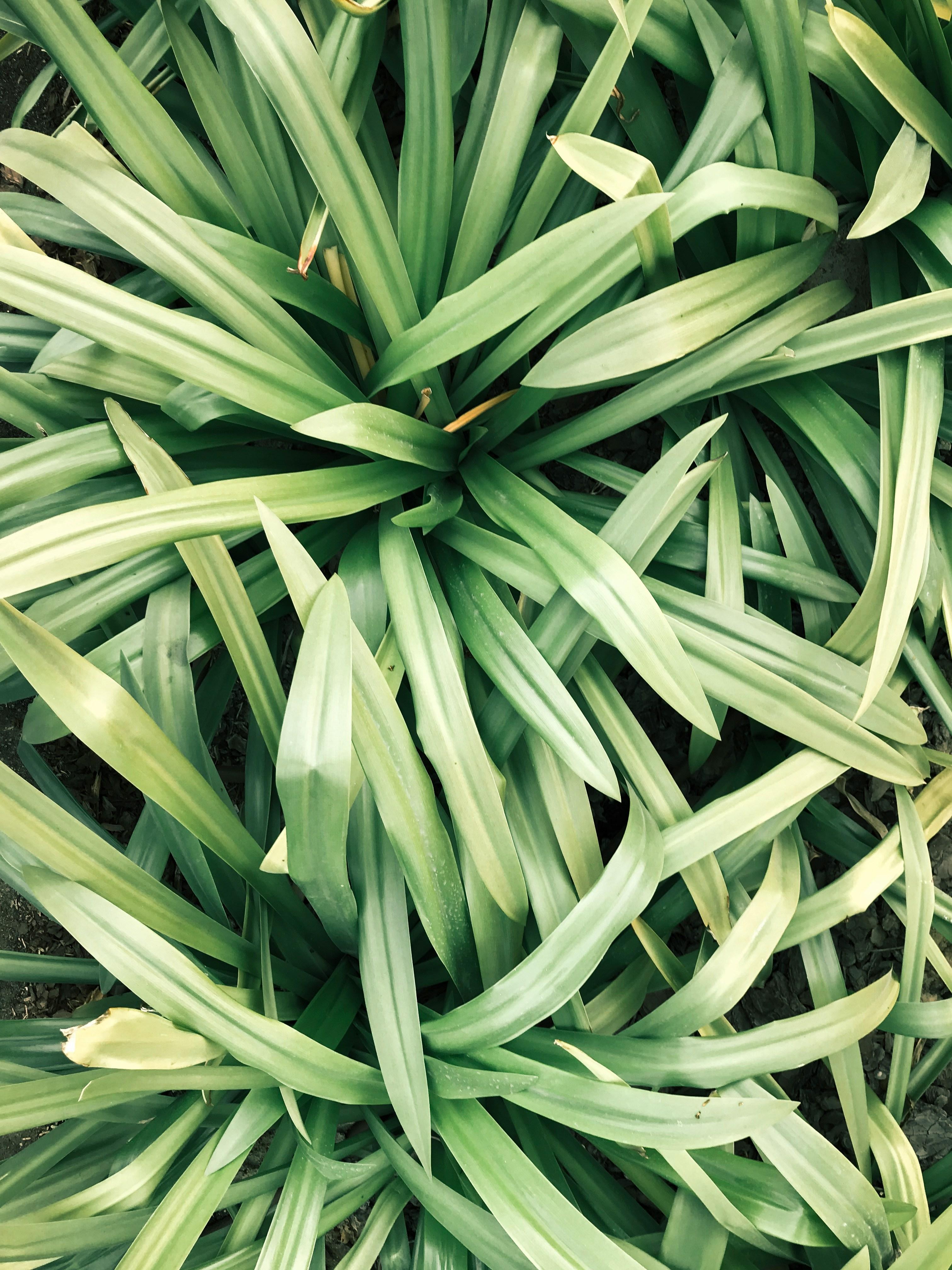 Skincare : l'huile essentielle de citronnelle