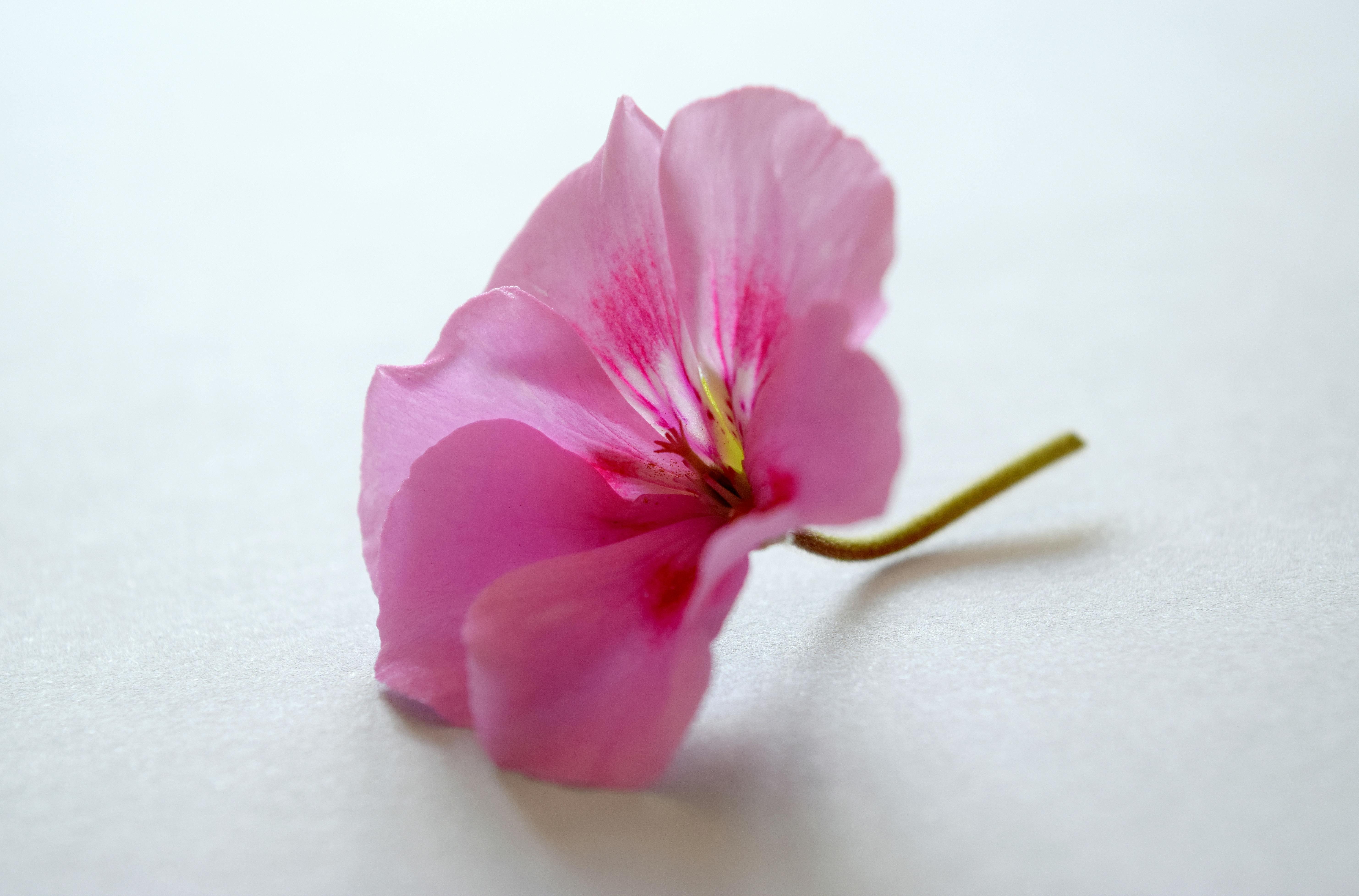 Huile essentielle de géranium pour la peau