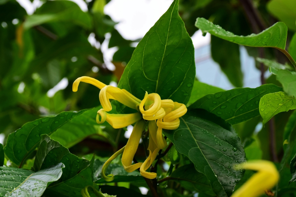 skincare: les vertus de l'huile essentielle d'ylang-ylang