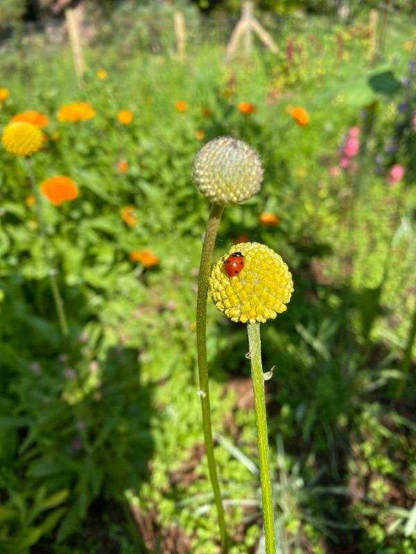 Biodiverse flowers in Cornwall