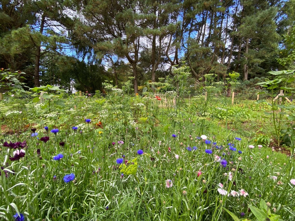Dried and fresh flowers in Cornwall