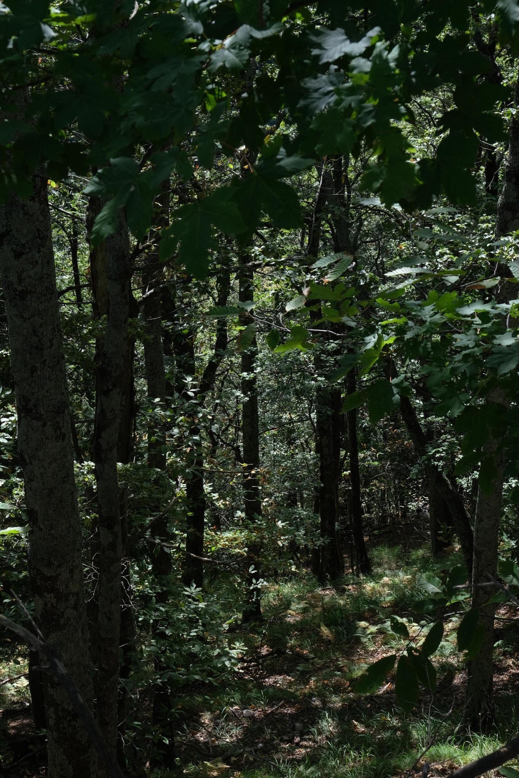 banner_image