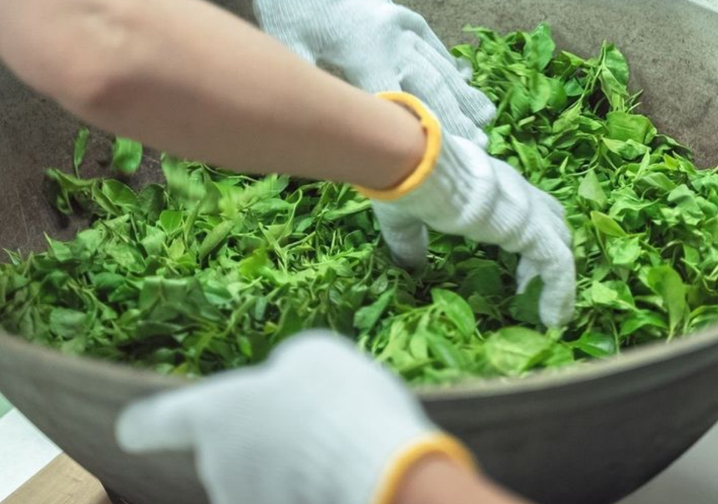 Jardins de thé Gaelle Rousseau