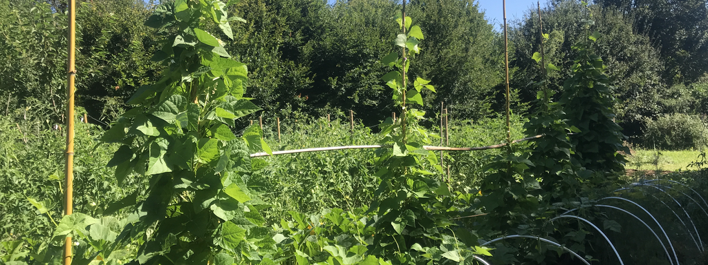 banner_image