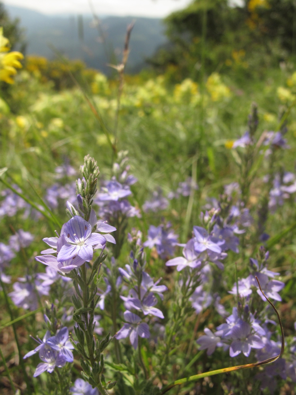 plantes indigènes d'origine sauvage locale de France