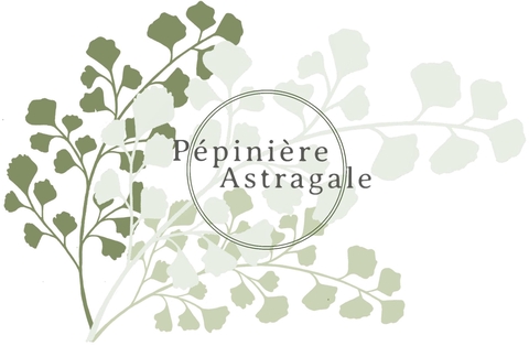 Pépinière Astragale