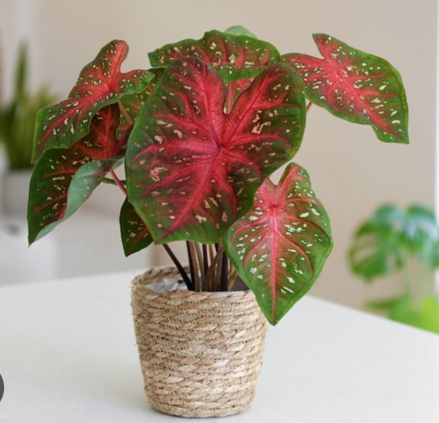 PLANT POTS