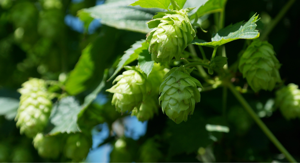 Beer shop l Birra artigianale l Beer shop online | milano l monza l bergamo l italia