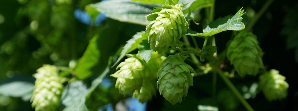 Beer shop l Birra artigianale l Beer shop online | milano l monza l bergamo l italia