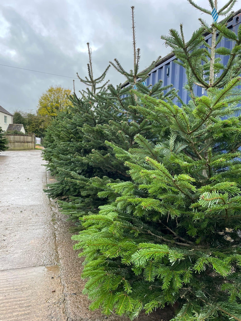 At Bath Christmas Trees, We have a huge range of sizes for you, whether you're looking for a small tree suitable for tight spaces, right up to large statement trees suitable for rooms with high ceilings. Our range contains many different styles, from the traditional tree right up to modern trees in a contemporary design. With such a wide range available, you will be sure to find the right tree for you this Christmas. Come and visit us and select your tree we are based on the outskirts of Bath or Order Online