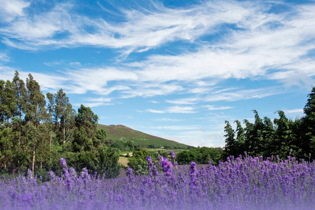 Fragrances of Ireland