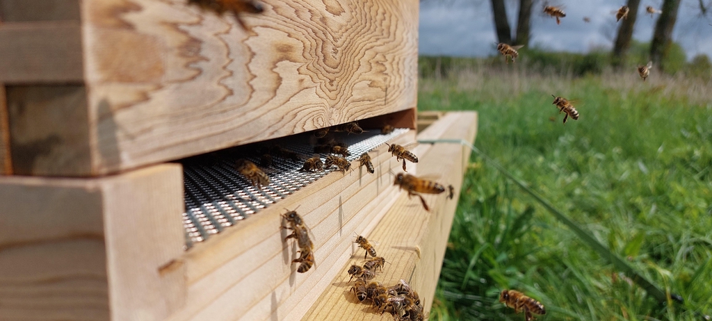 Bee hive, natural bee products