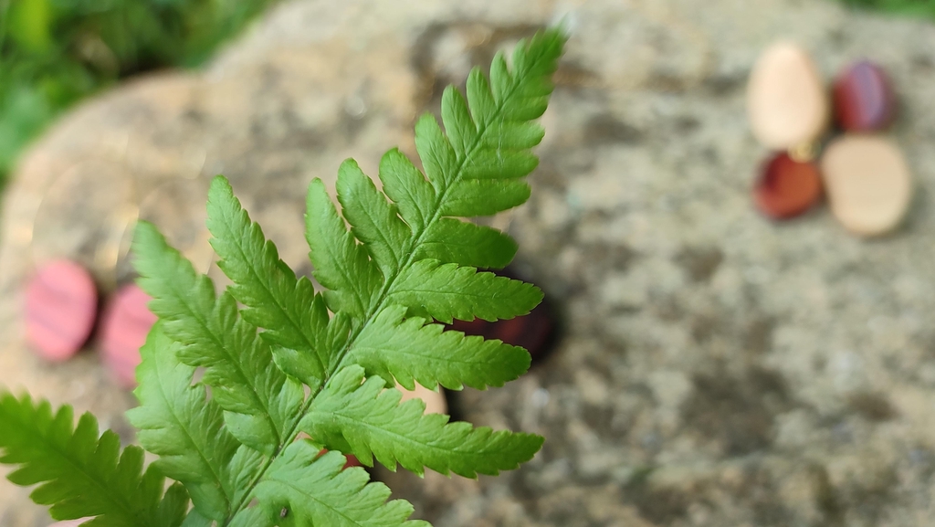 banner_image