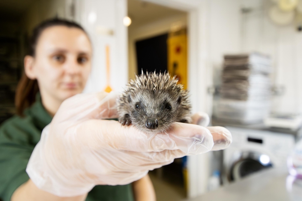 Rescue centre staff holds a hoglet in her gloved hand.