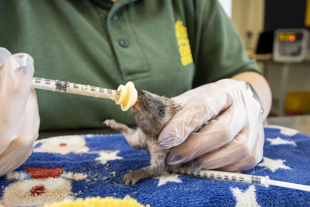 A hoglet is being syringe-fed by rescue centre staff.