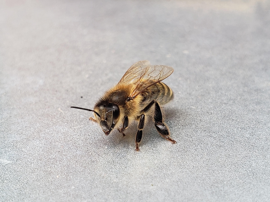 Regionale Bienenprodukte vom Imker