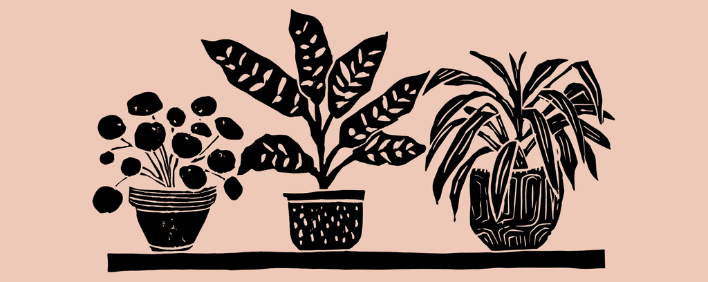 3 plantes vertes aux feuillages variés dans 3 pots différents, posées sur une étgaère.