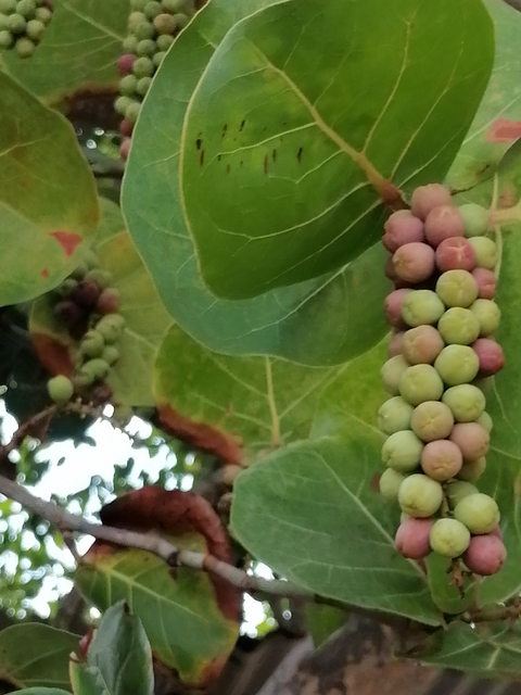 Cabinet de naturopathie, iridologie et massage,  tisanière de plantes locales. 