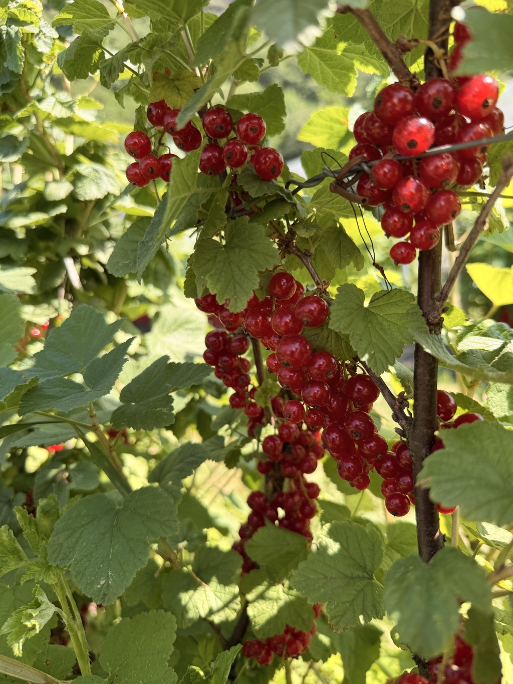 banner_image