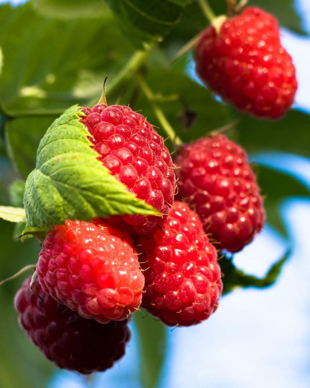 Himbeeren bald verfügbar