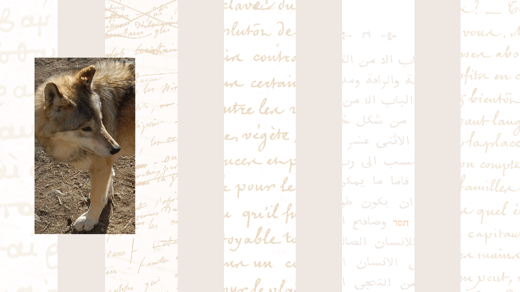 Bienvenue dans la boutique de La Louve éditions