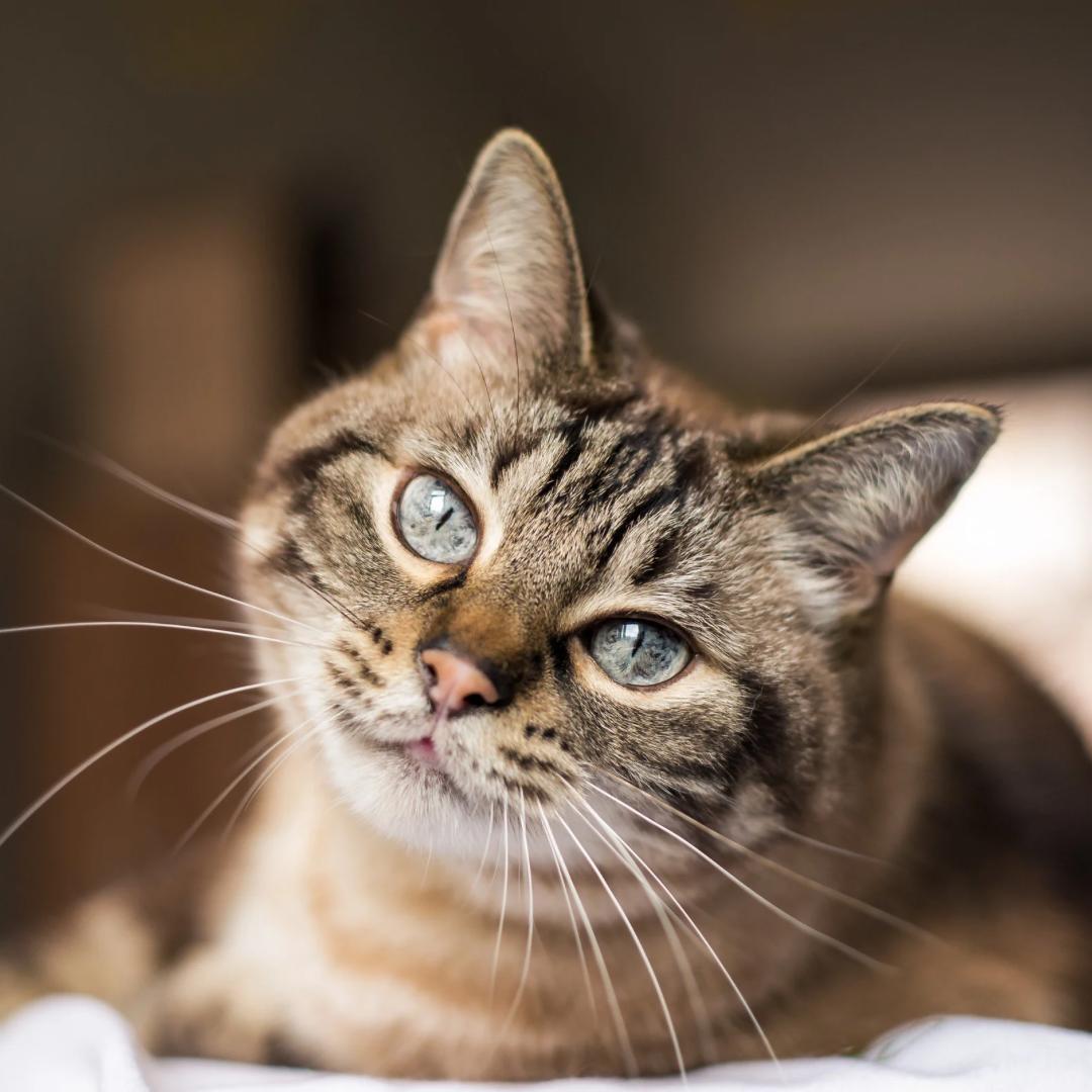 Chat