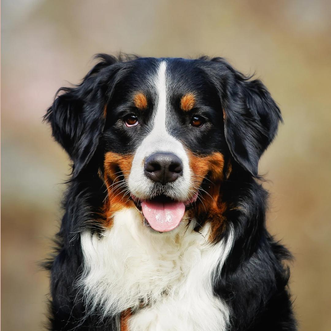 Chien