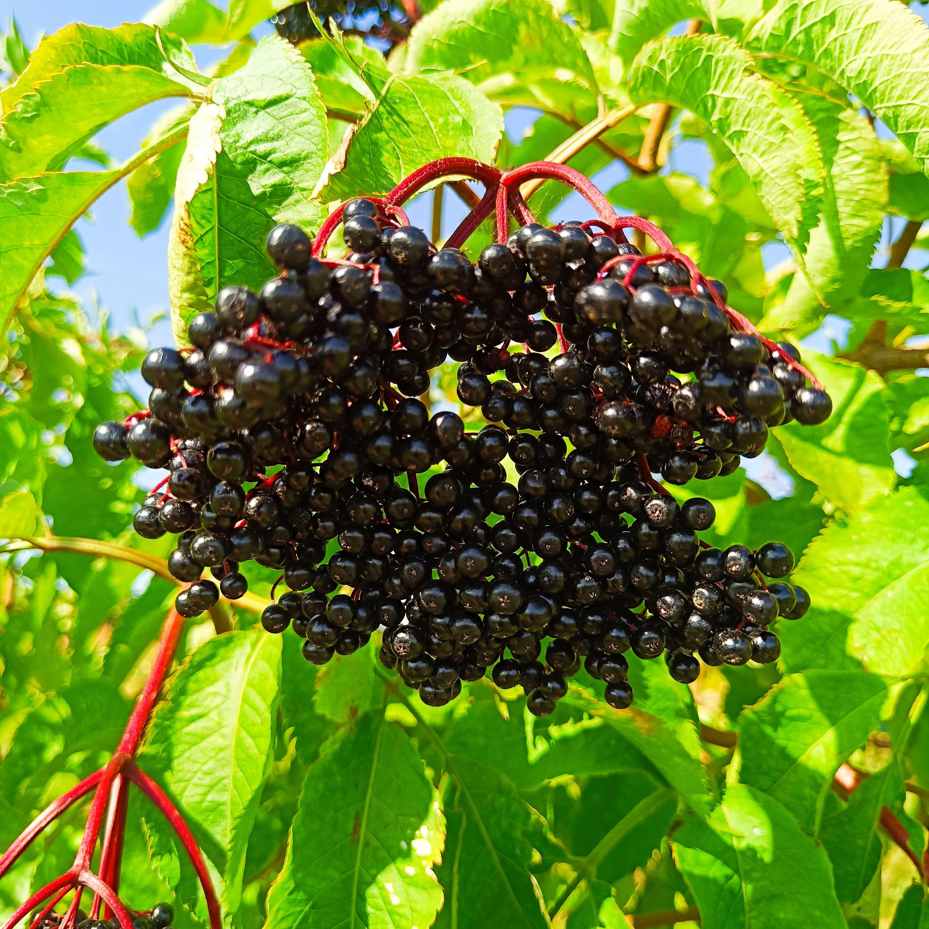 Holunderbeeren