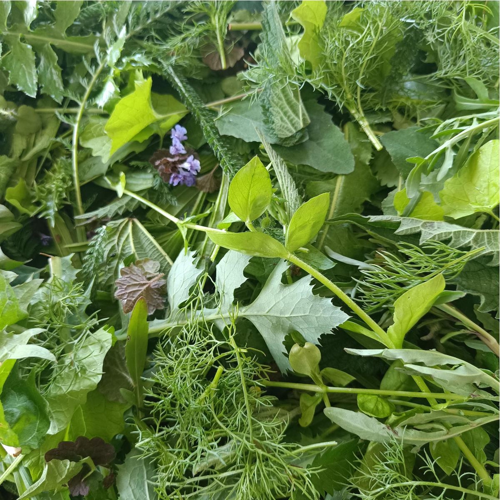 Wildkräuter sammeln auf einer Wanderung über das Holundergut Panckow & Töchter in Kühlungsborn