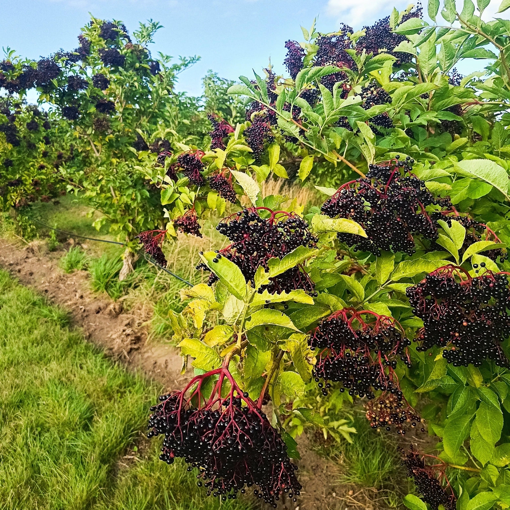 Holundergut Panckow & Töchter