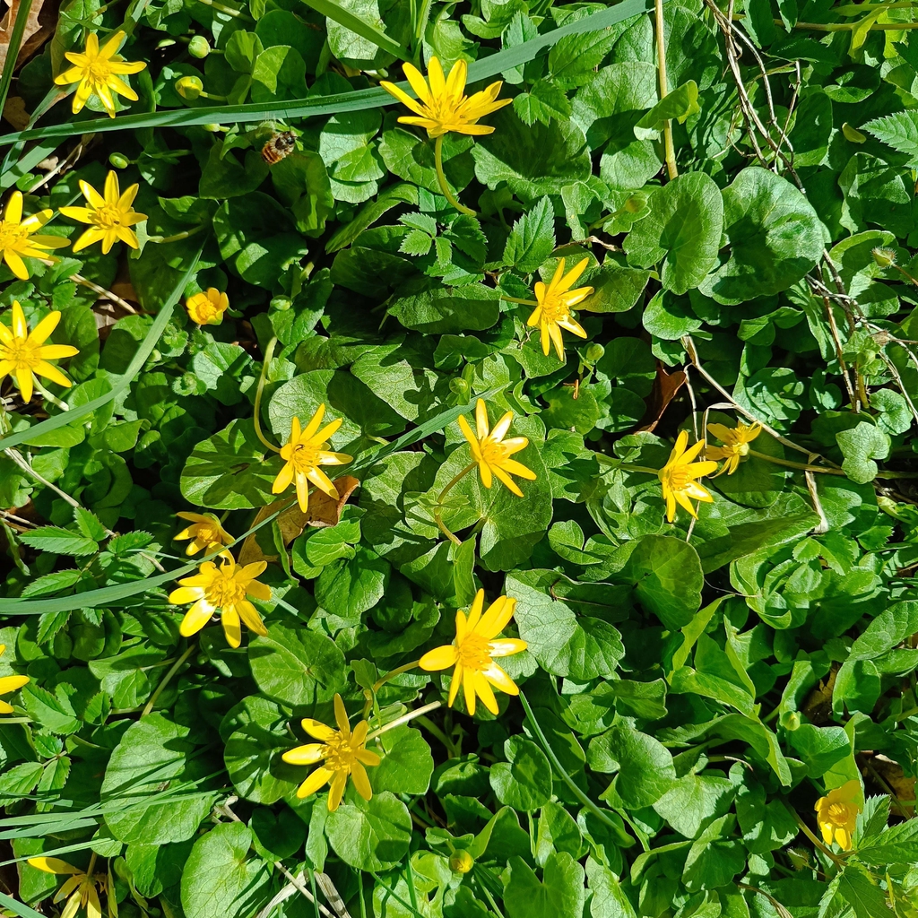 Schabockskraut bei einer Kräuterführung auf dem Holundergut Panckow & Töchter