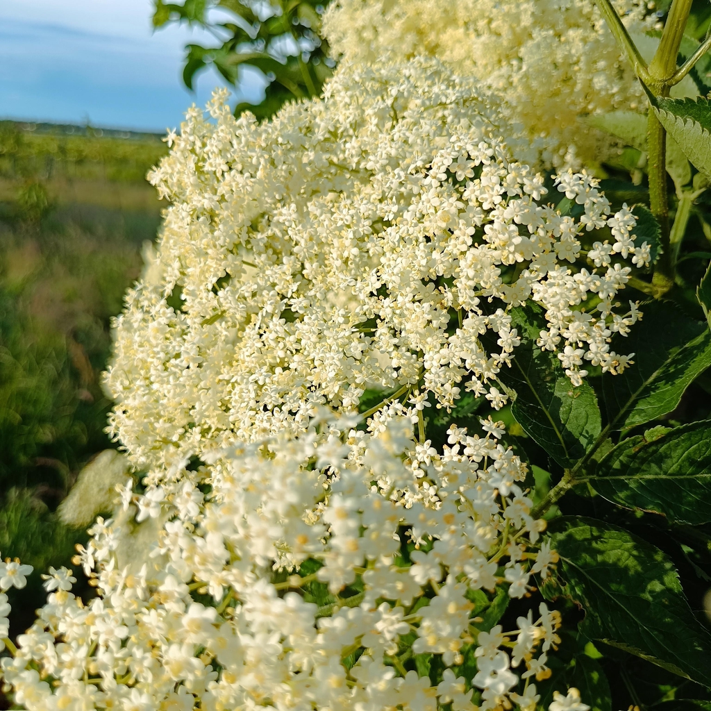 Offene Gärten _ Holunderblütenfest in Kühlungsborn
