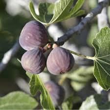 FRUITIERS