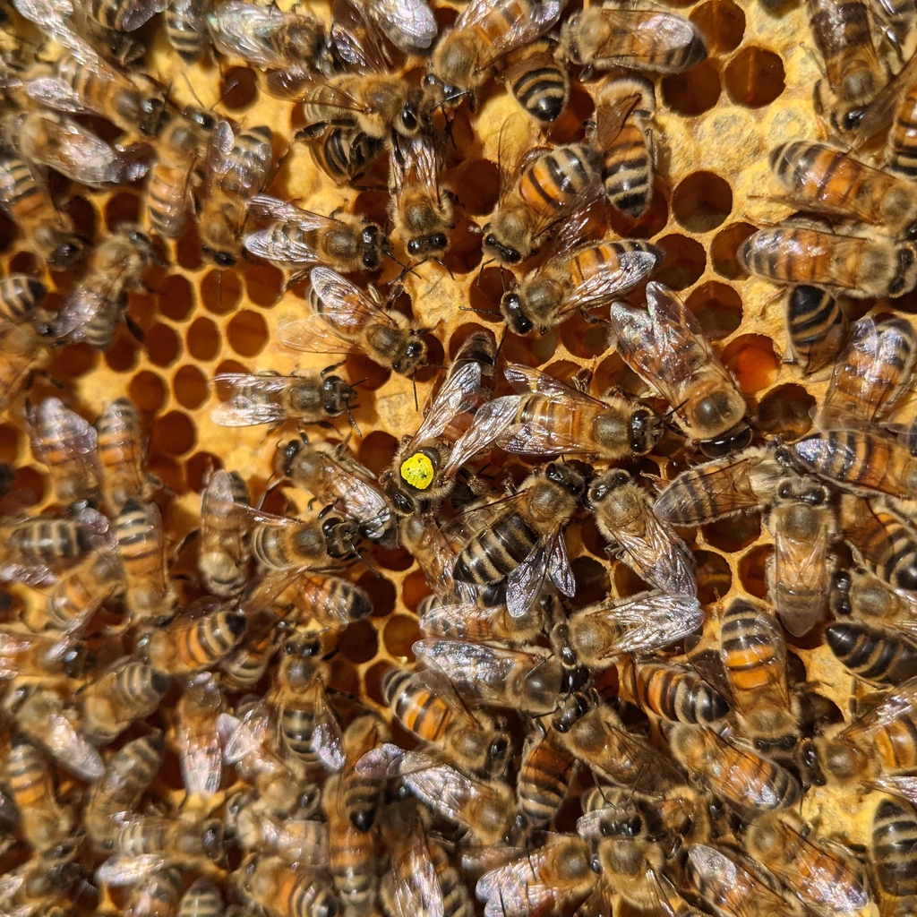 Photo shows an upclose frame of honey bees, the queen is marked with a yellow spot 