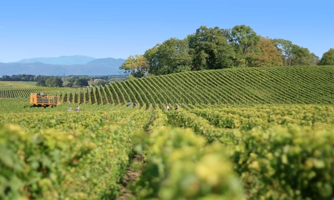 Maison Guidarelli ,la cave à la Voulte sur Rhône