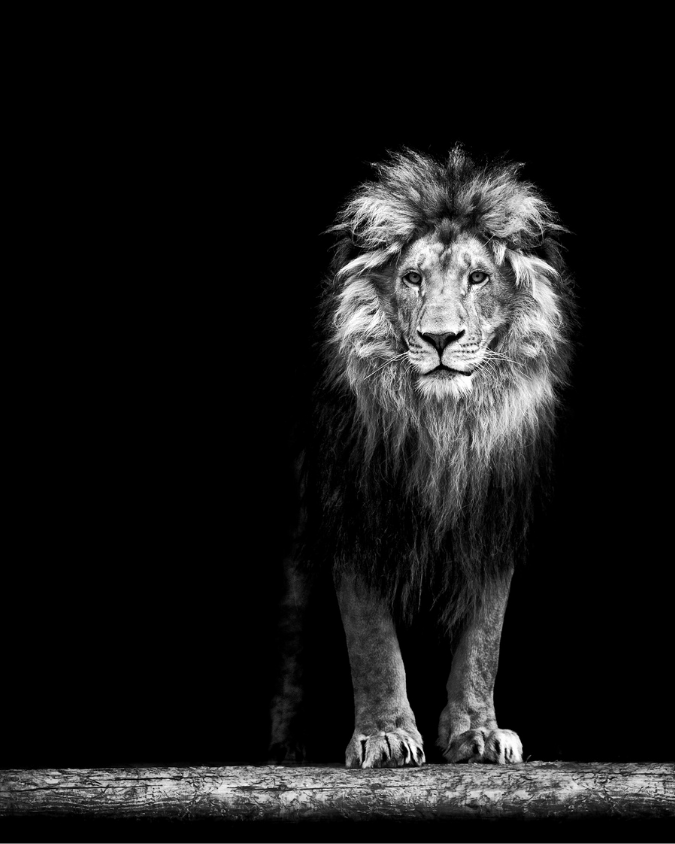 IZEM bien être - significtaion Lelion en berbère - image de force et courage